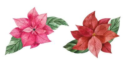 Vector watercolor illustration of poinsettia flowers in red and pink with green vibrant leaves. Clipart for Christmas design, prints, stickers, packaging, textiles. Festive flower for compositions