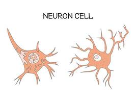 neurona célula Ciencias diseño vector ilustración