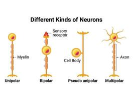 diferente tipos de neuronas Ciencias diseño vector ilustración