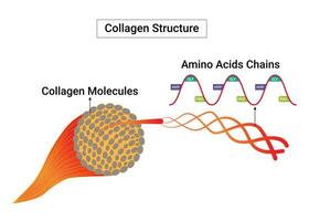 Collagen Structure Science Design Vector Illustration