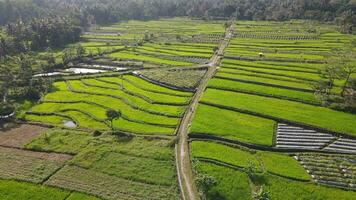 Aerial view of morning in rice field Indonesia video