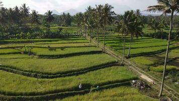 antenne visie van ochtend- in rijst- veld- Indonesië video