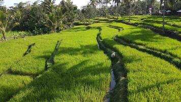 antenn se av en jordbrukare i en ris terrass i yogyakarta, indonesien video