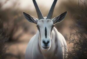 Oryx portrait created with Generative AI technology photo