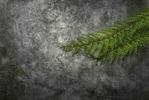 Black abstract background with green natural plant wallpaper photo