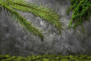 Natural plants with moss scratched black background wallpaper photo