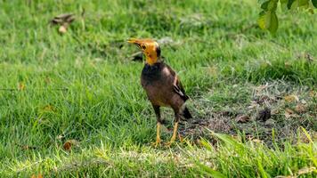 Common Myna stand on the field photo