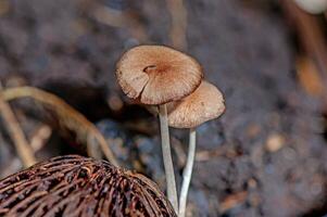 Parasola auricoma blooming in the garden photo