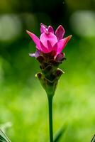 Siam Tulip flower blooming in the garden photo