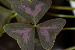 Oxalis purpurea, Oxalis triangularis blooming purple flowers in the garden natural background photo