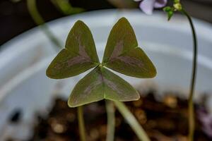 Oxalis purpurea, Oxalis triangularis blooming purple flowers in the garden natural background photo