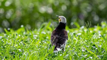 Asian Pied Starling on the field in the park bokeh background photo