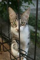 Funny black and white cat in a garden photo