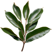 Broad Magnolia Leaf. AI Generative png