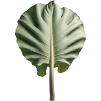 Large Elephant Ear. AI Generative png