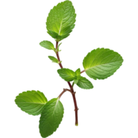 Fresh Mint Sprig. AI Generative png