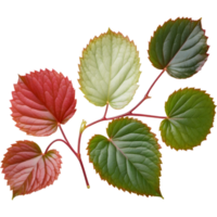 Variegated Begonia Leaf. AI Generative png