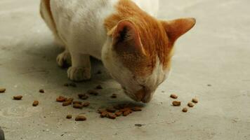 wild kat leven buitenshuis. een verdwaald kat eet droog kat voedsel gegeven naar het door haar conciërge. video