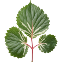 jaspeado begonia hoja. ai generativo png