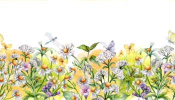 desatado fronteira do camomila, selvagem medicinal plantas, insetos aguarela ilustração. roxo, amarelo flor , libélula mão retirou. Projeto para rótulo, pacote, cartão postal, cartão. png