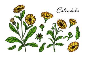 Set of hand drawn calendula flowering plants isolated on white background. Vector illustration in colored sketch style. Botanical design element