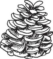 Hand drawn vector illustration of Christmas tree pine cone.