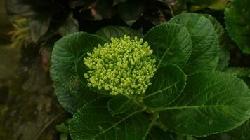 Mini green hydrangea, is great for any bride looking for that hard-to-find bright green flower. Its round shape makes it a great accent flower in bouquets photo