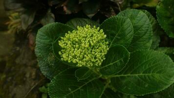 Mini green hydrangea, is great for any bride looking for that hard-to-find bright green flower. Its round shape makes it a great accent flower in bouquets photo