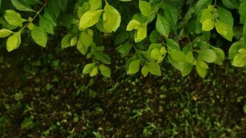 Duranta erecta gold mound plant leaves background. Golden dewdrop leaves, Sinyo nakal photo