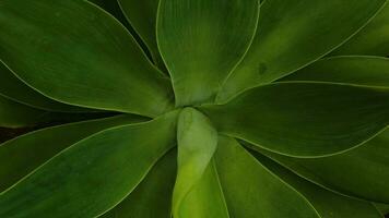 Top view green plant, greenery background photo