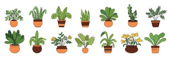 Collection of houseplants, colored outline. Hand drawn houseplant with outline isolated on white background. Vector illustration.