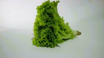 Fresh green lettuce salad leaves isolated white background photo