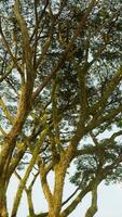 árbol maletero en contra azul cielo foto