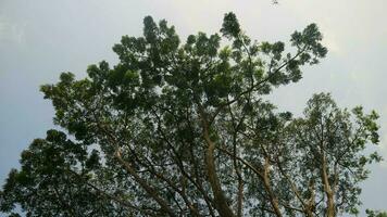 árbol maletero en contra azul cielo foto