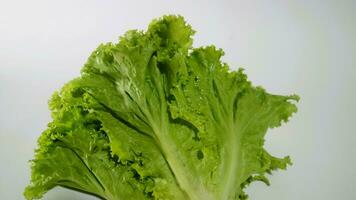 Fresh green lettuce salad leaves isolated white background photo