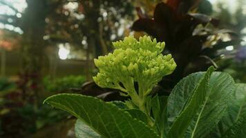 Mini green hydrangea, is great for any bride looking for that hard-to-find bright green flower. Its round shape makes it a great accent flower in bouquets photo