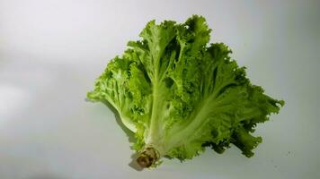 Fresh green lettuce salad leaves isolated white background photo