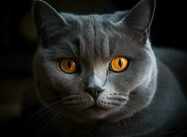 Chartreux cat portrait close up created with Generative AI technology photo