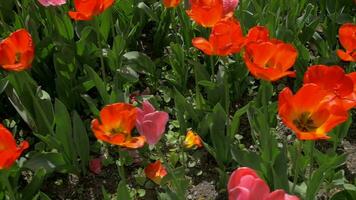 aanplant van rood tulpen video
