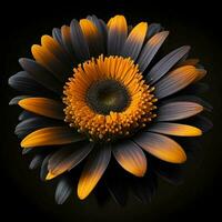 A beautiful daisy on black background, top view, Ai Generative photo