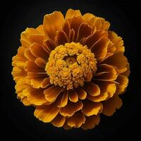 A beautiful marigold flower on black background, top view, Ai Generative photo