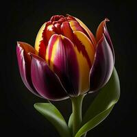 un hermosa tulipán en negro fondo, parte superior vista, ai generativo foto