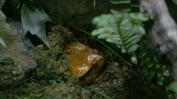 Tomato frog, endemic to Madagascar video