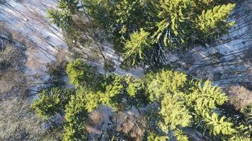 aéreo ver de abedul y abeto arboles en invierno bosque video