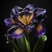 A beautiful iris flower on black background, top view, Ai Generative photo