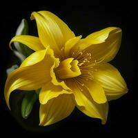 A beautiful daffodil flower on black background, top view, Ai Generative photo