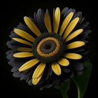 A beautiful daisy on black background, top view, Ai Generative photo