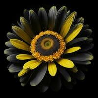 A beautiful daisy on black background, top view, Ai Generative photo