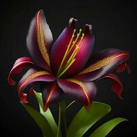 A beautiful lily on black background, top view, Ai Generative photo