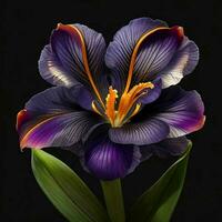 un hermosa iris flor en negro fondo, parte superior vista, ai generativo foto